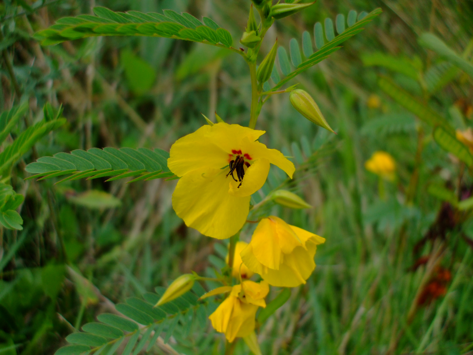 Cassia fasciculata